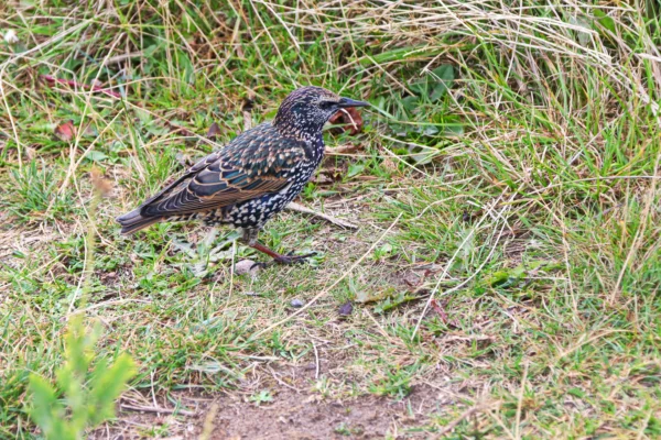 VOGELWELT